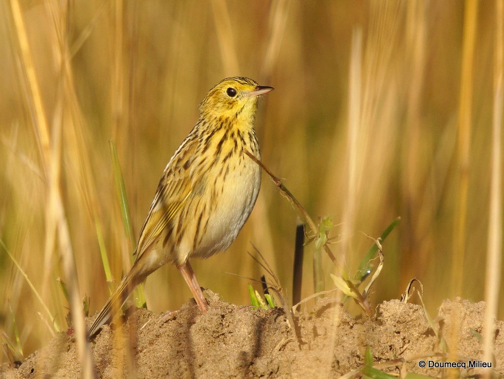 Ochre-breasted Pipit - ML70739441