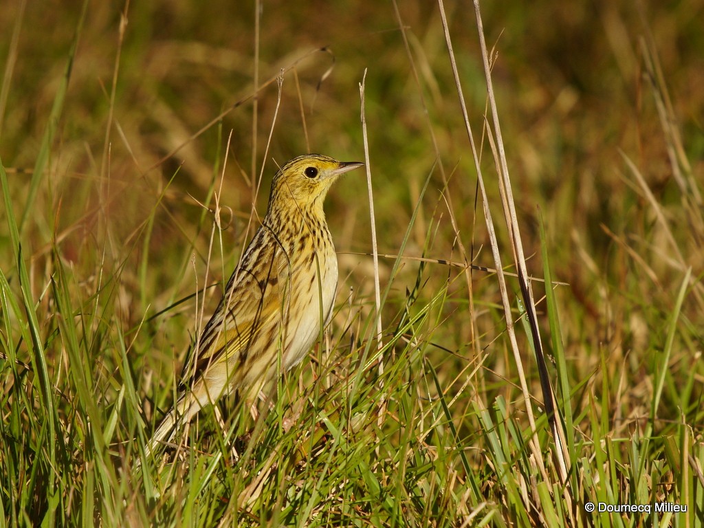 Ochre-breasted Pipit - ML70739471