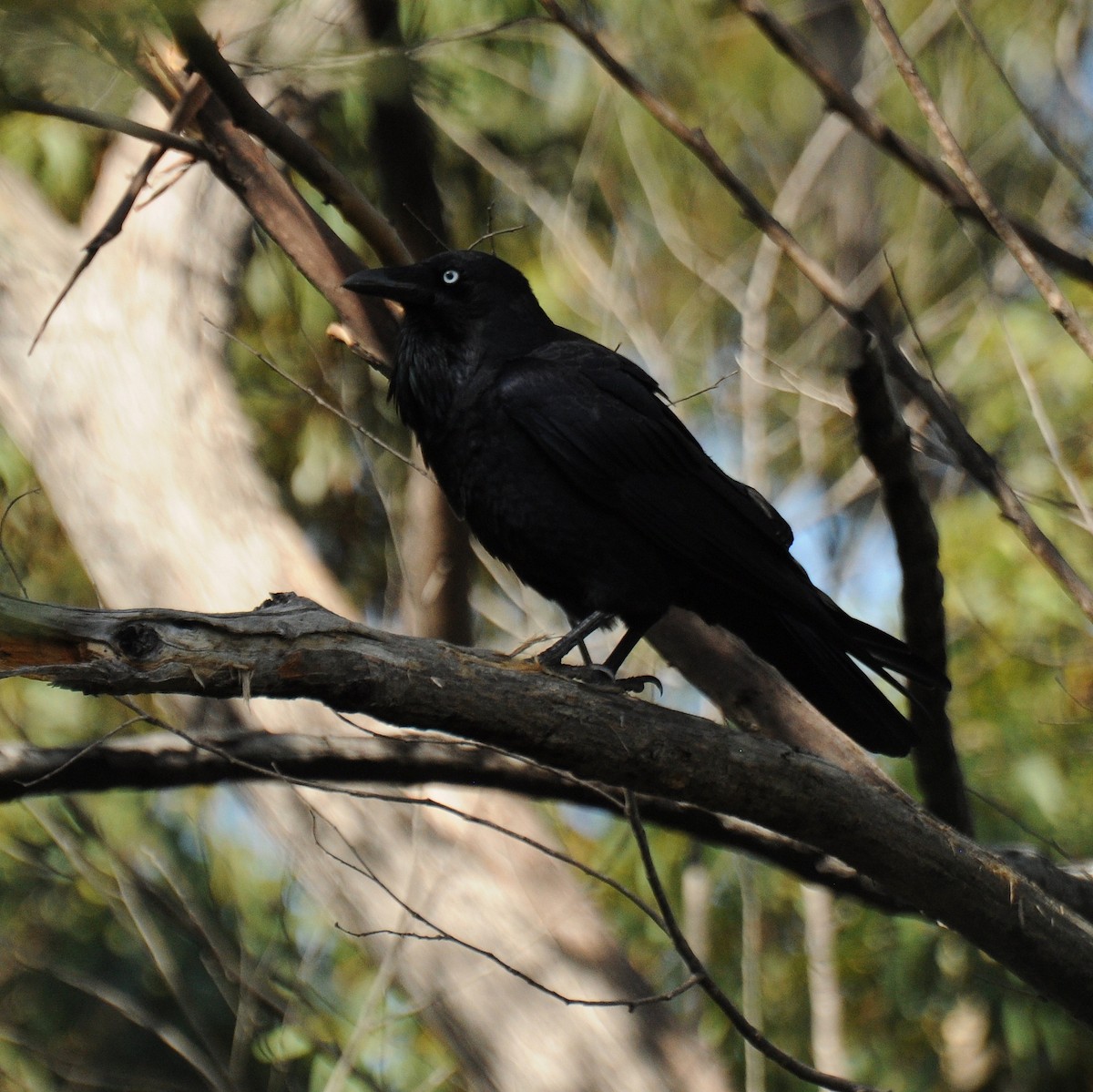 Australian Raven - Diana Flora Padron Novoa