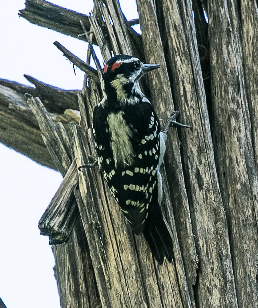 Hairy Woodpecker - ML70743191