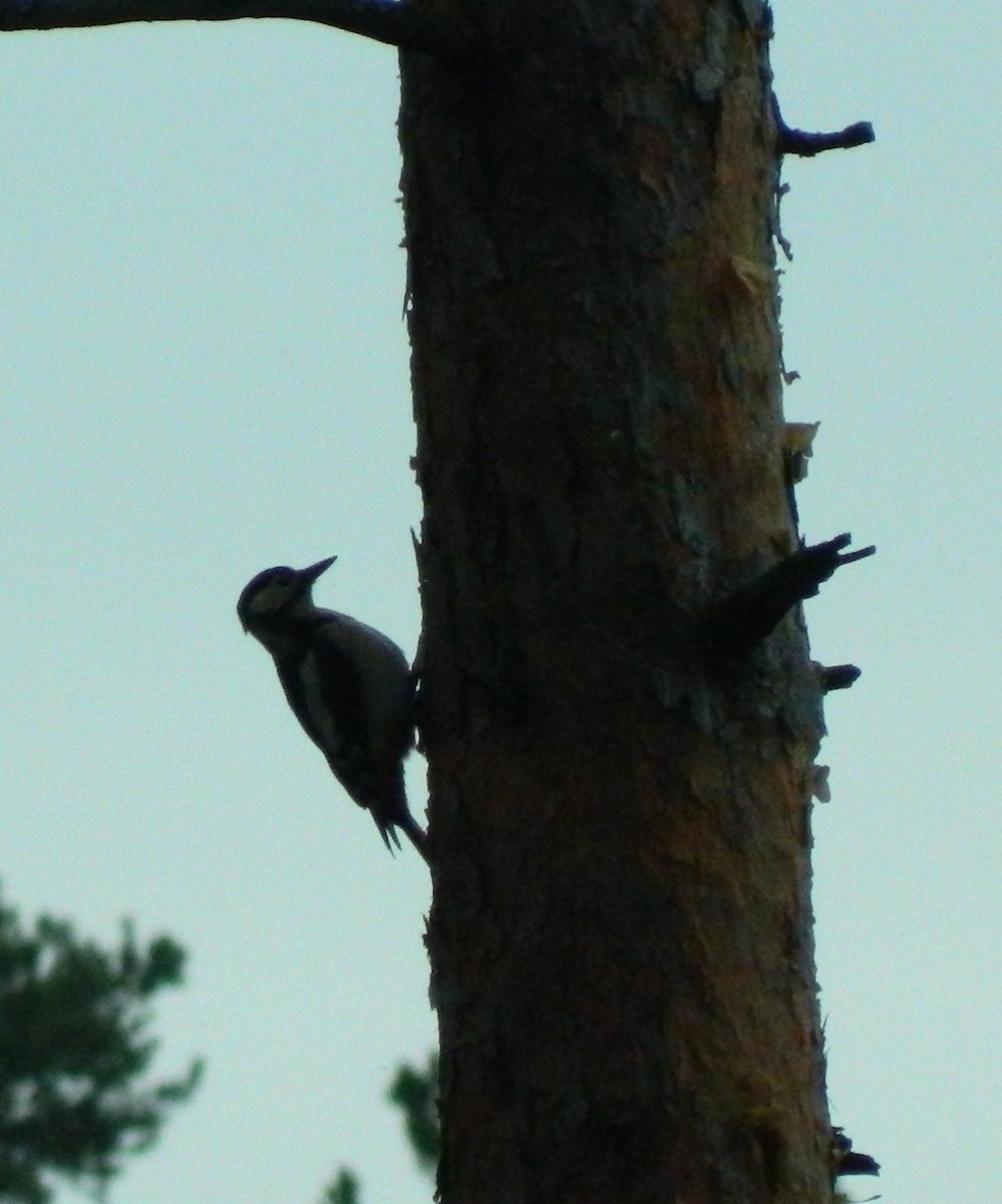 Great Spotted Woodpecker - Lukasz Pulawski