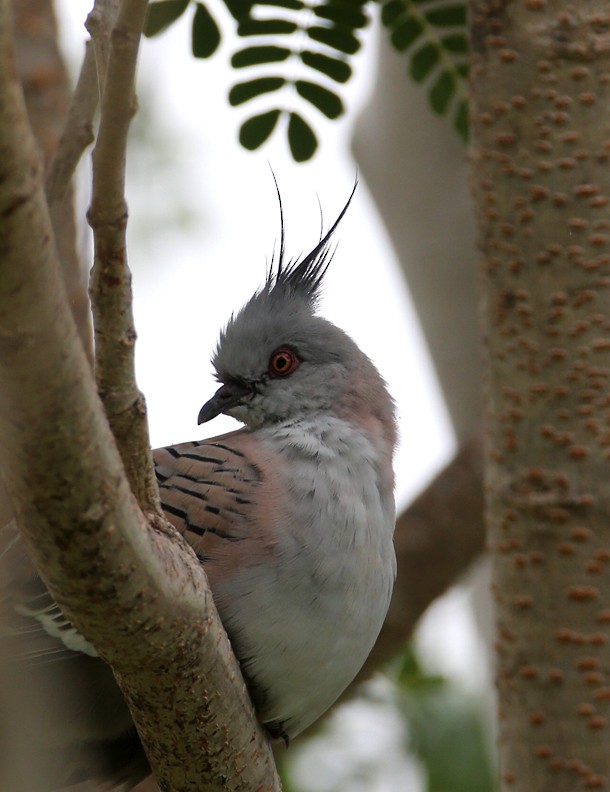 Crested Pigeon - ML707434