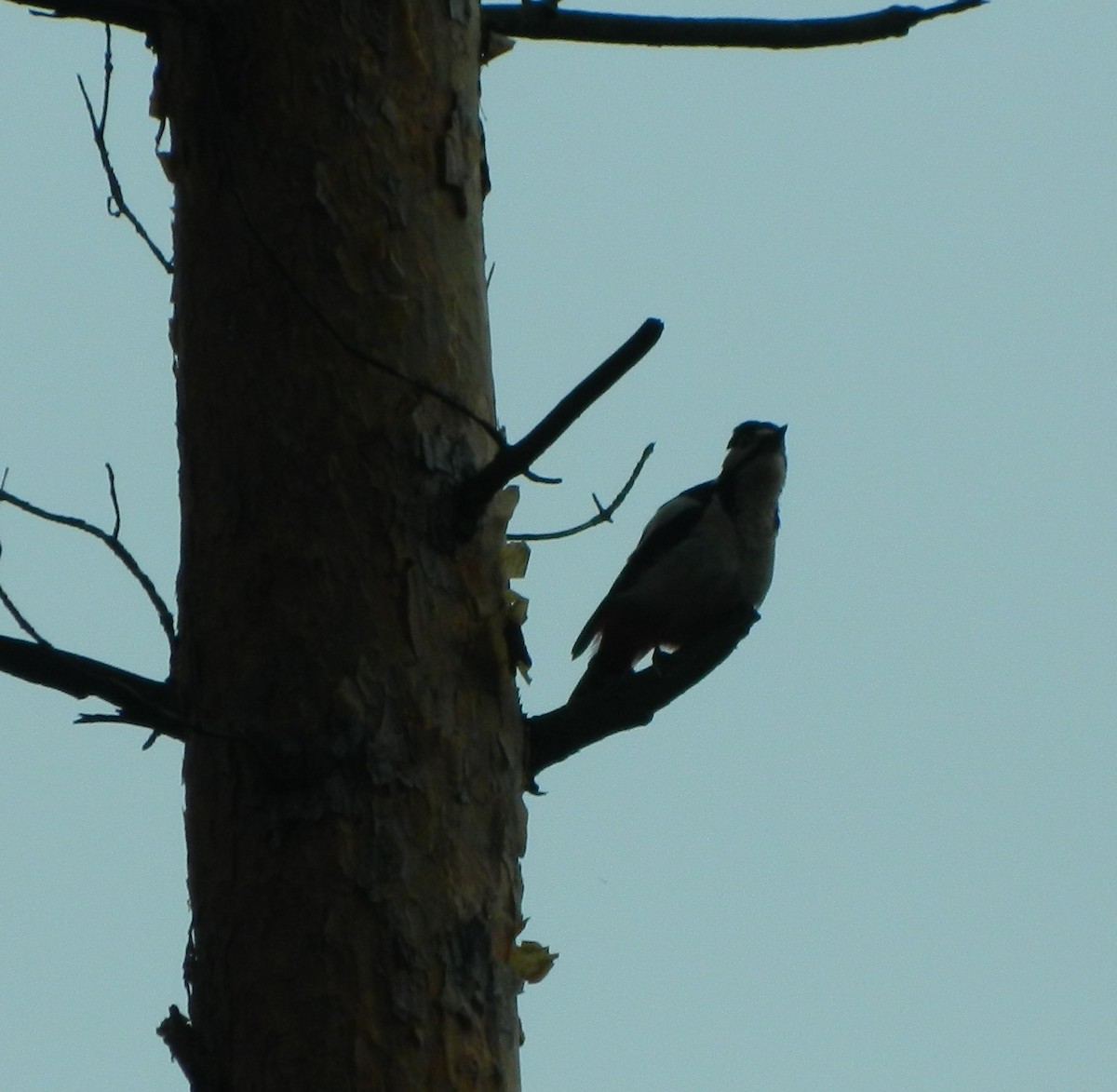 Great Spotted Woodpecker - Lukasz Pulawski