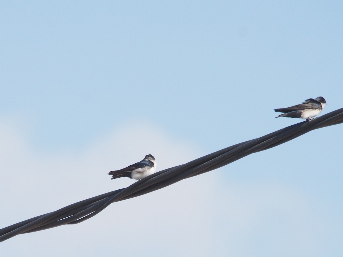 Blue-and-white Swallow - Merryl Edelstein