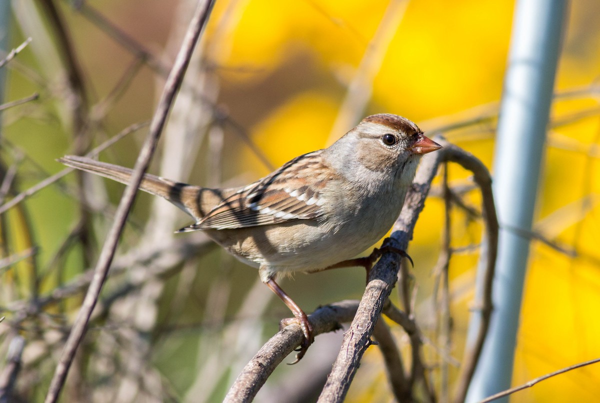 White-crowned Sparrow - Eric Zawatski