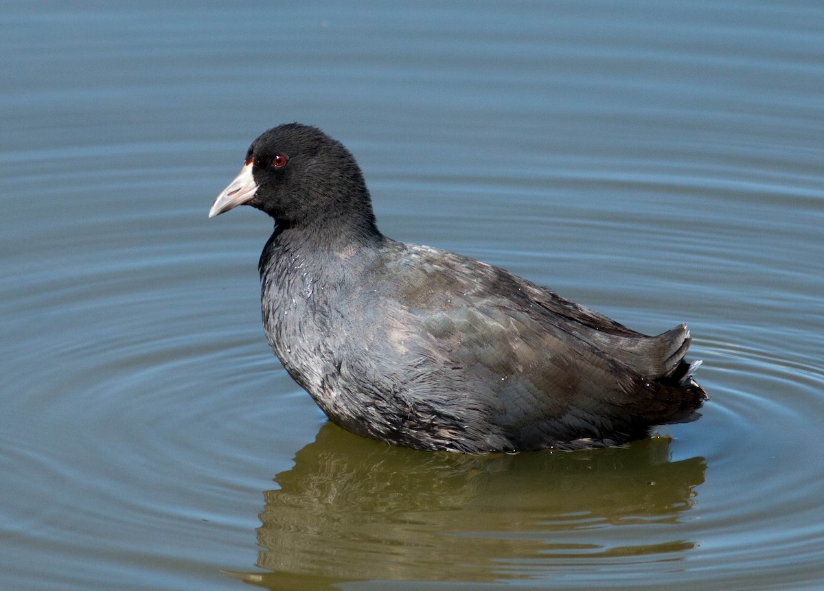 American Coot (Red-shielded) - ML70751551