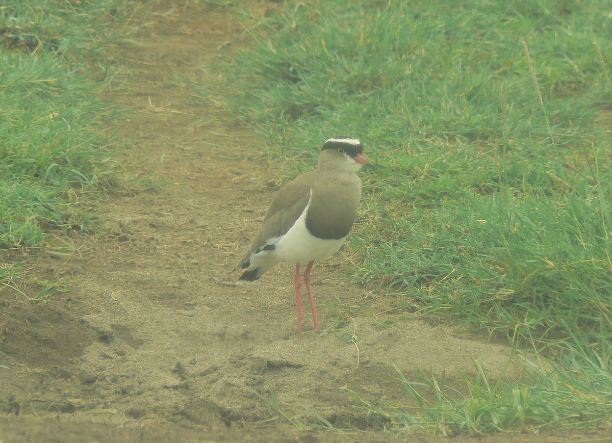 Crowned Lapwing - ML70751731