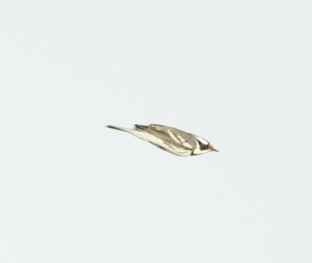 Black-throated Gray Warbler - Dan Logan