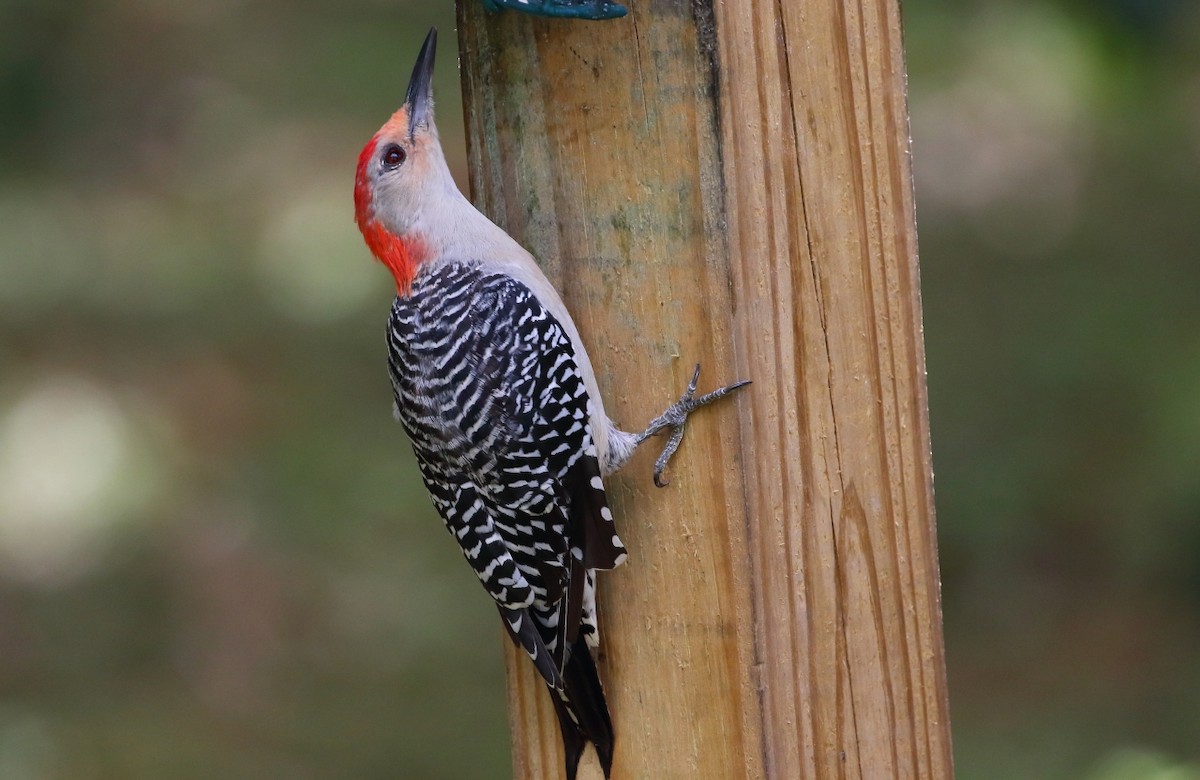 Red-bellied Woodpecker - Newton Wallen