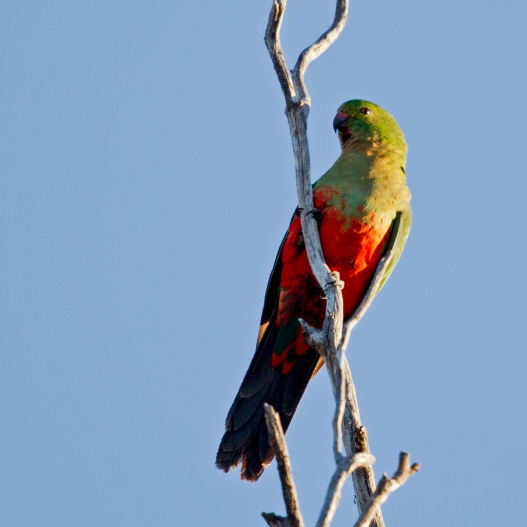 Australian King-Parrot - Mat Gilfedder
