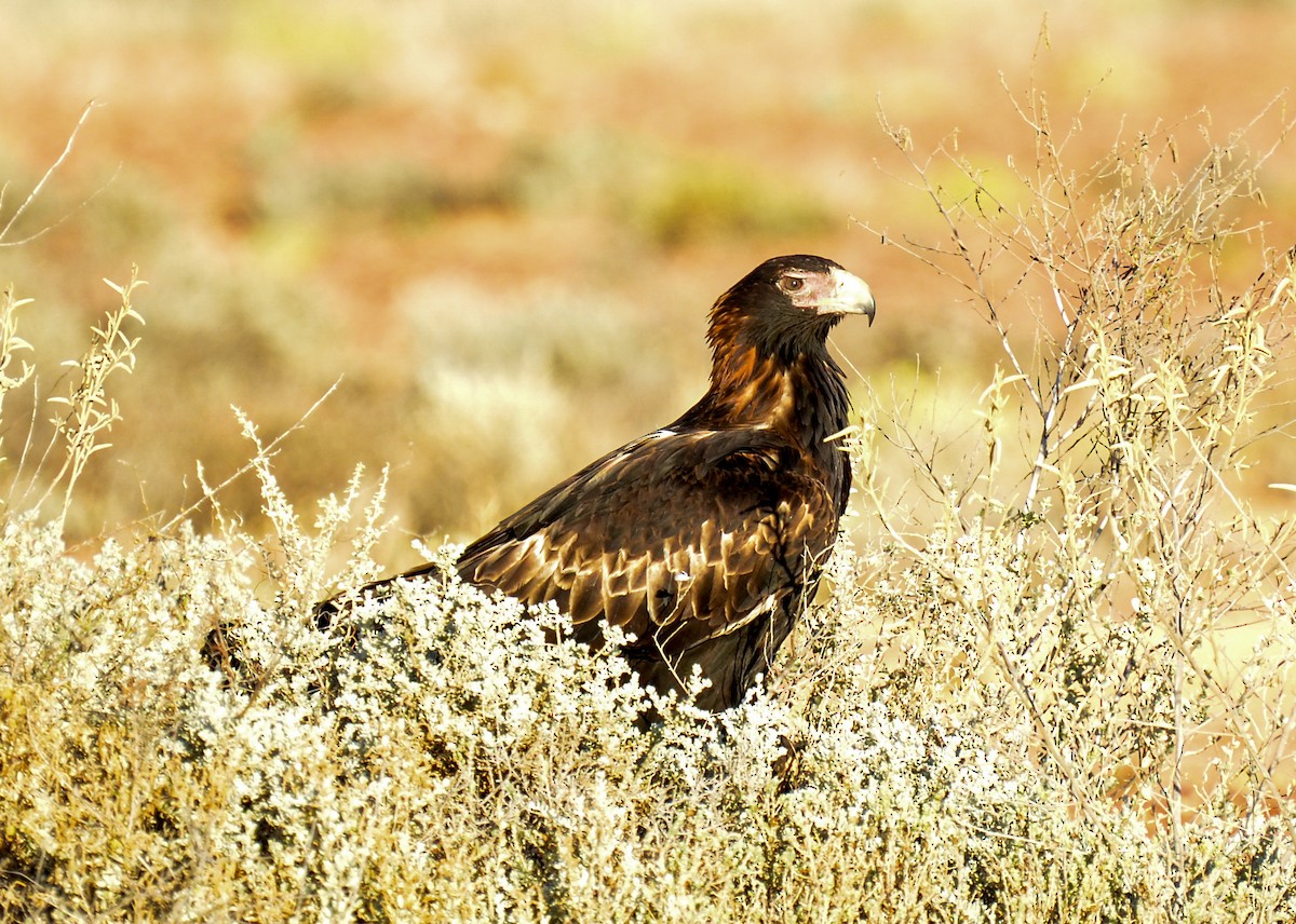 Wedge-tailed Eagle - Bruce Wedderburn