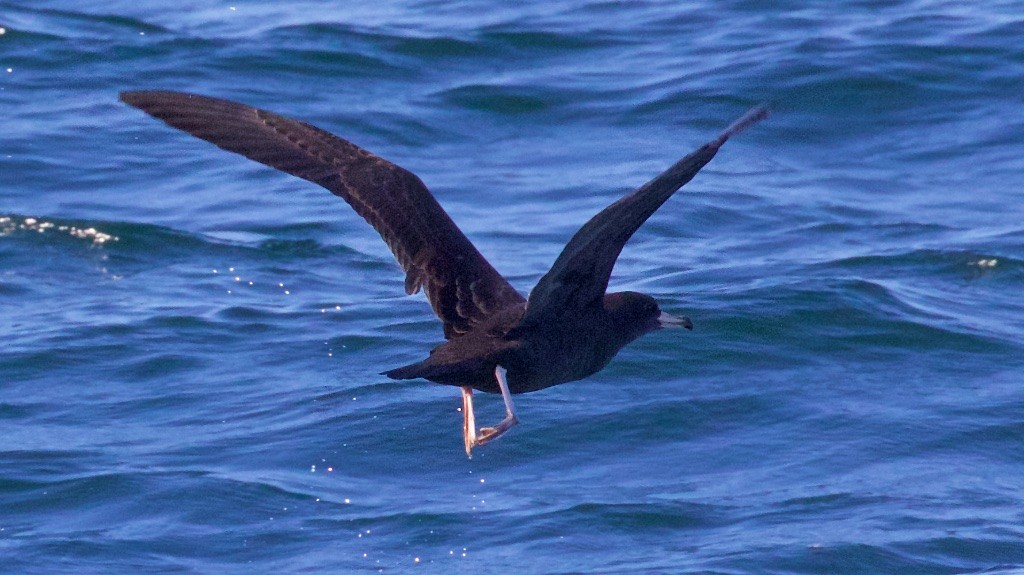 Flesh-footed Shearwater - ML70753301