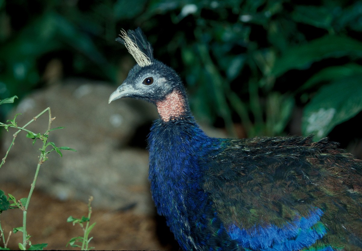 Congo Peacock - marvin hyett