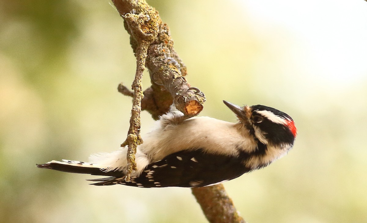 Downy Woodpecker - Andrew Johnson