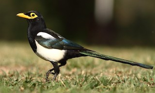 Yellow-billed Magpie