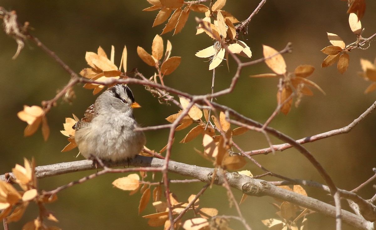 White-crowned Sparrow - ML70755081