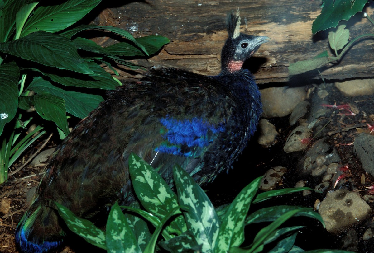 Congo Peacock - marvin hyett