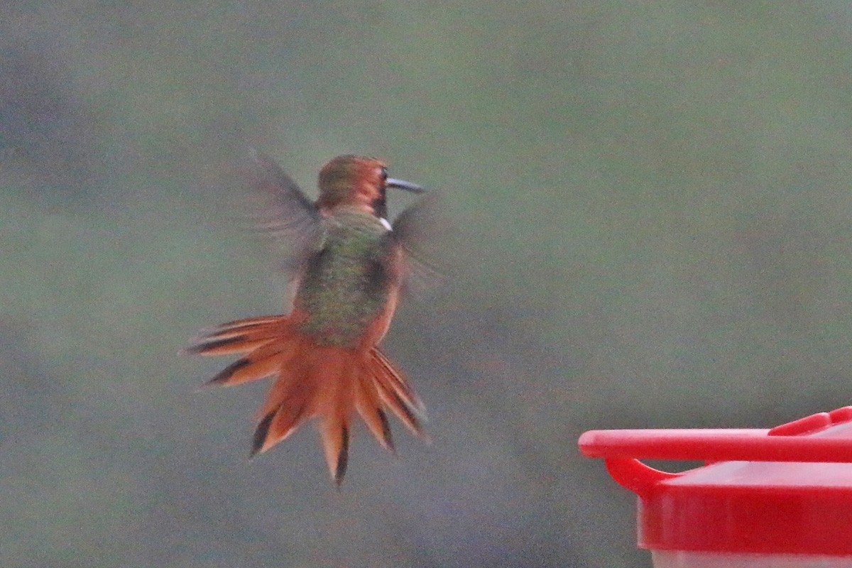 Allen's Hummingbird - Richard Fray