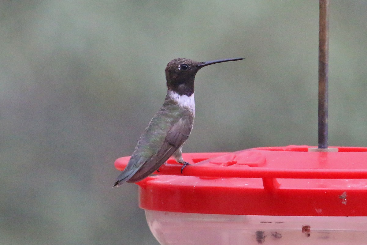 Black-chinned Hummingbird - ML70755851