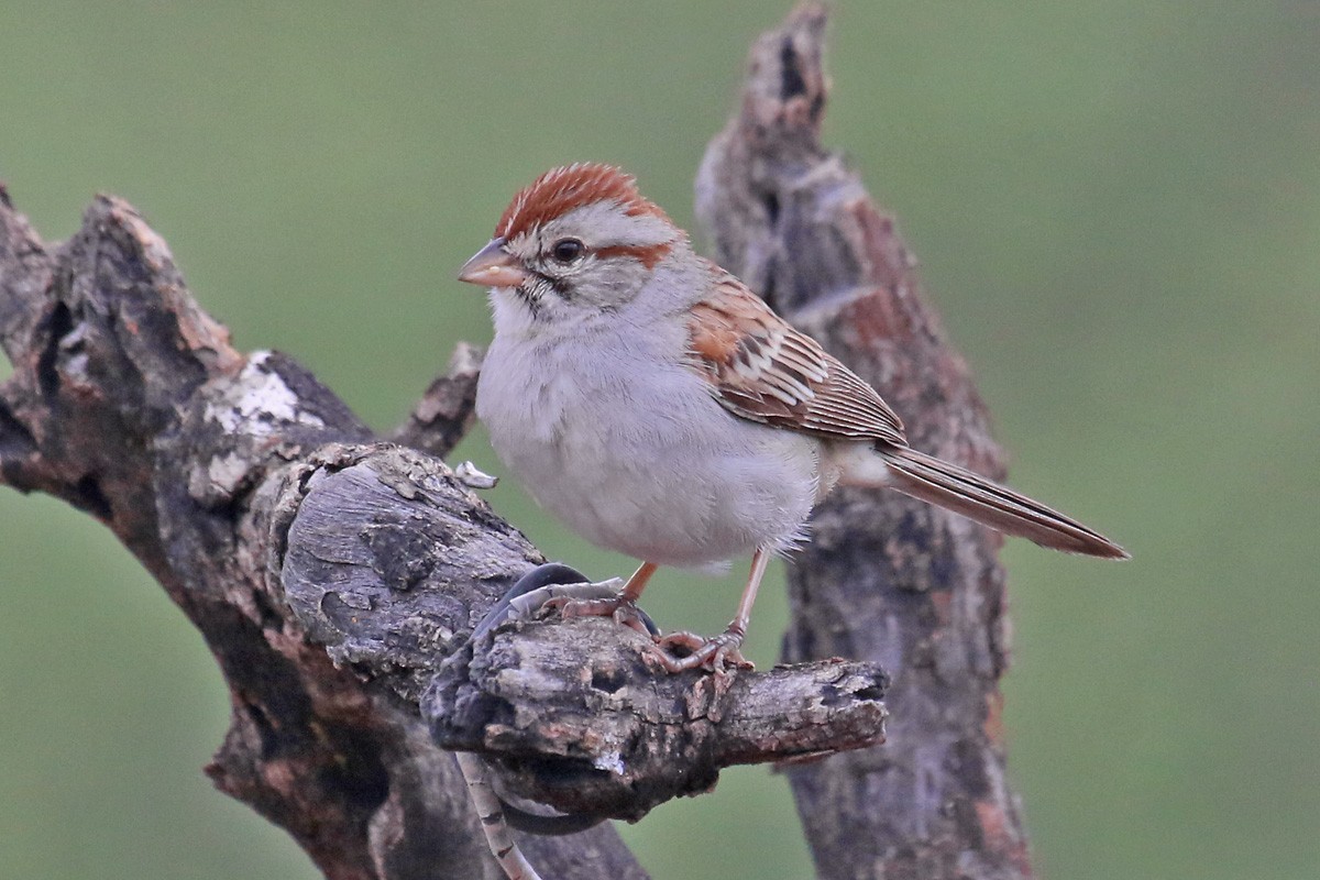 Rufous-winged Sparrow - ML70755881