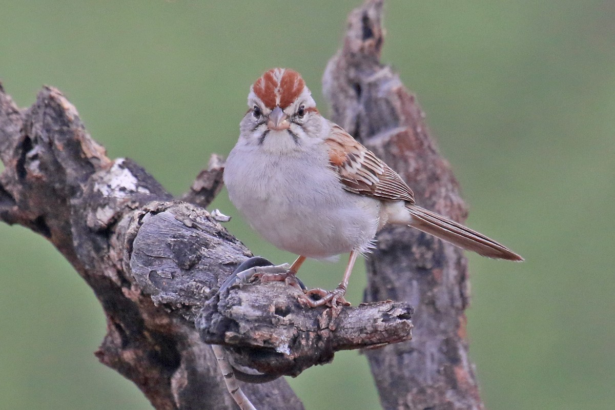 Rufous-winged Sparrow - ML70755891