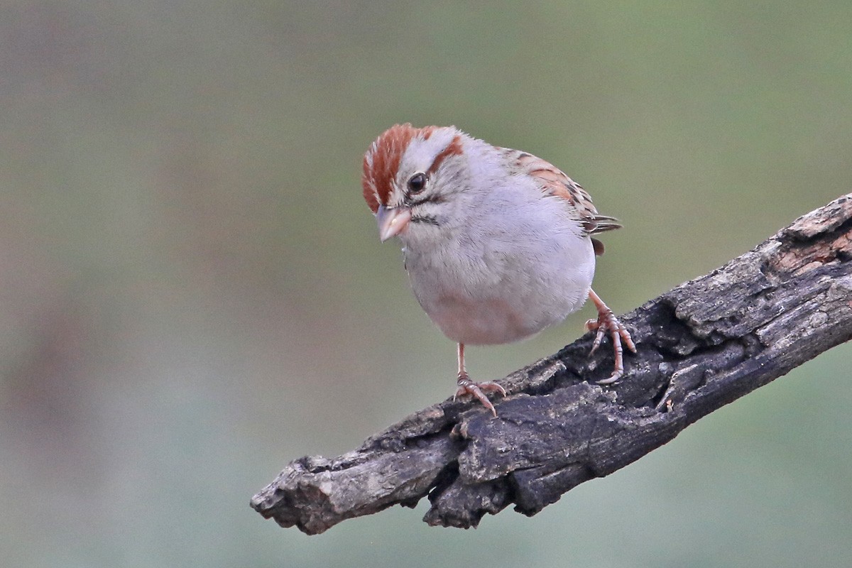 Rufous-winged Sparrow - ML70755901