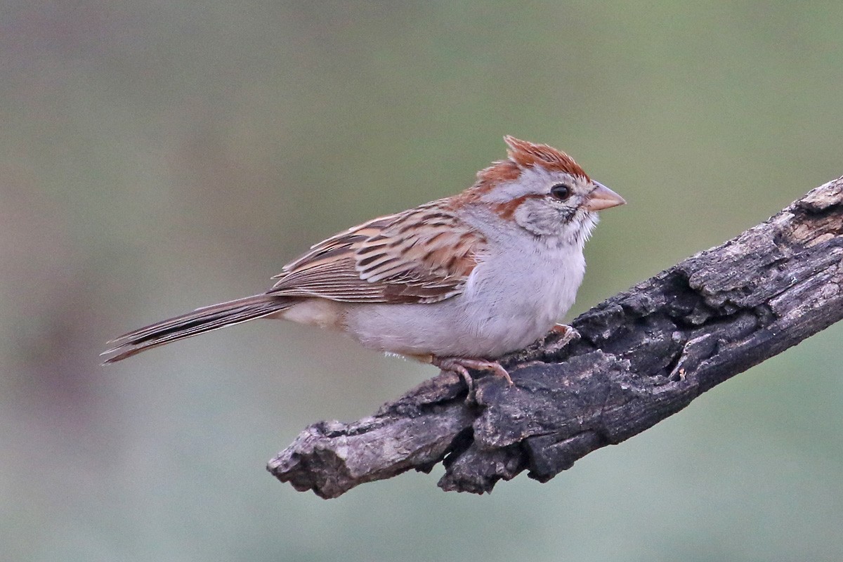 Rufous-winged Sparrow - ML70755911