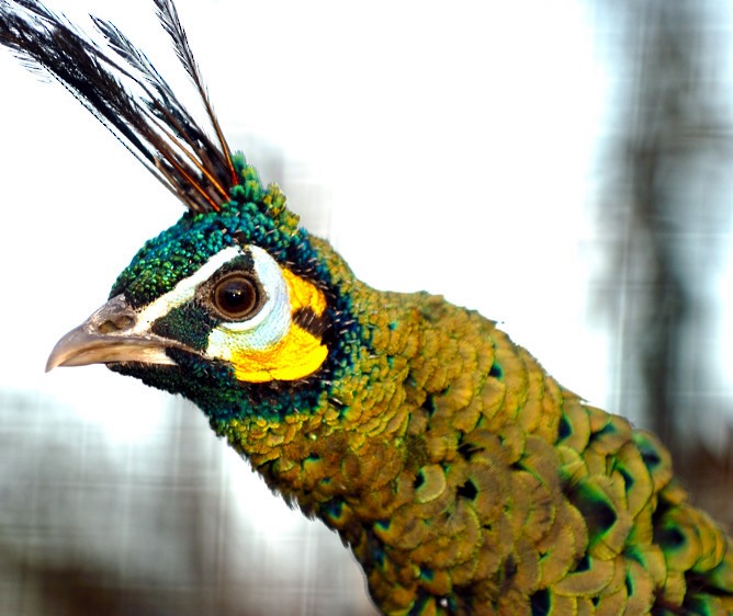 Green Peafowl - Joao Ponces de Carvalho