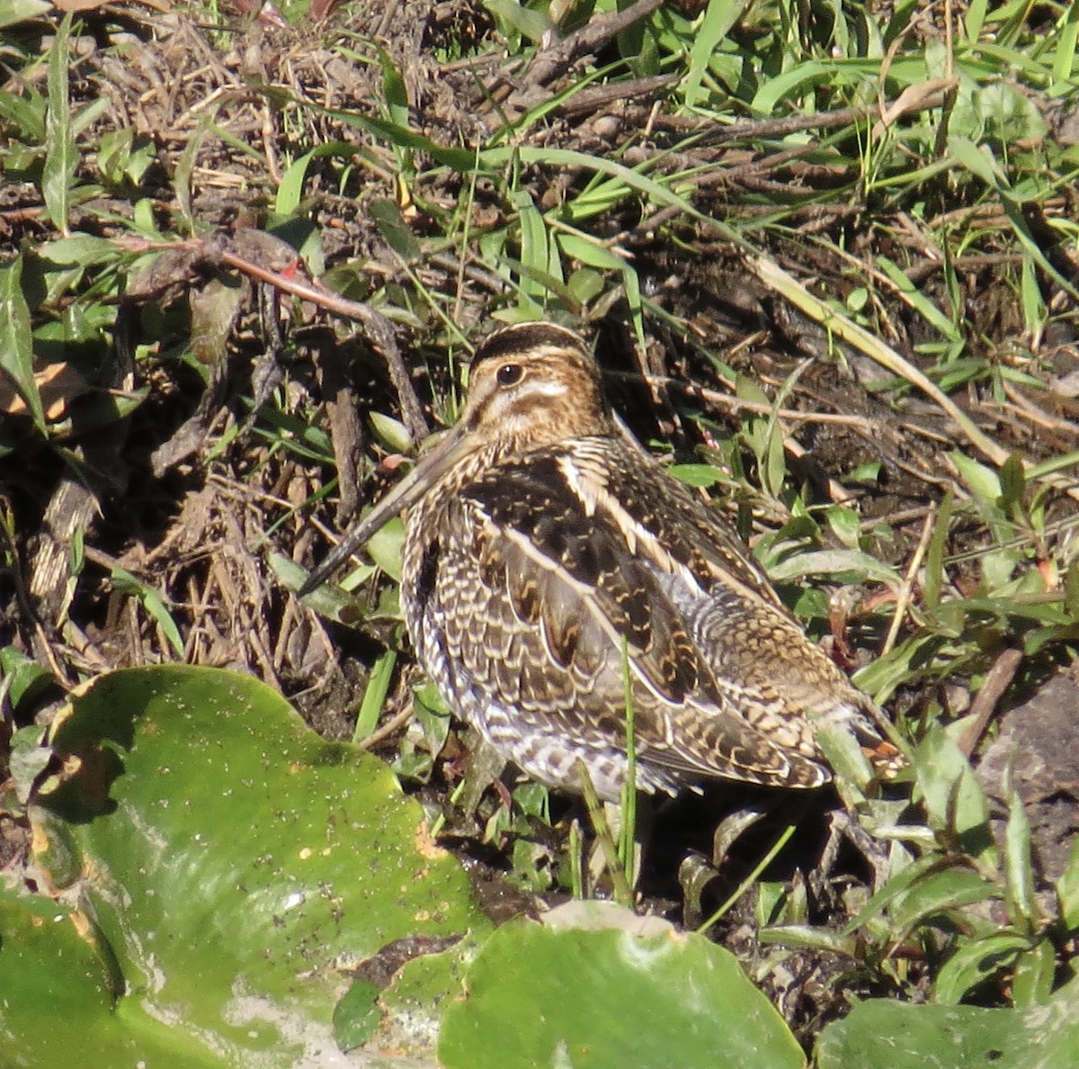 Wilson's Snipe - Hilary Maguire