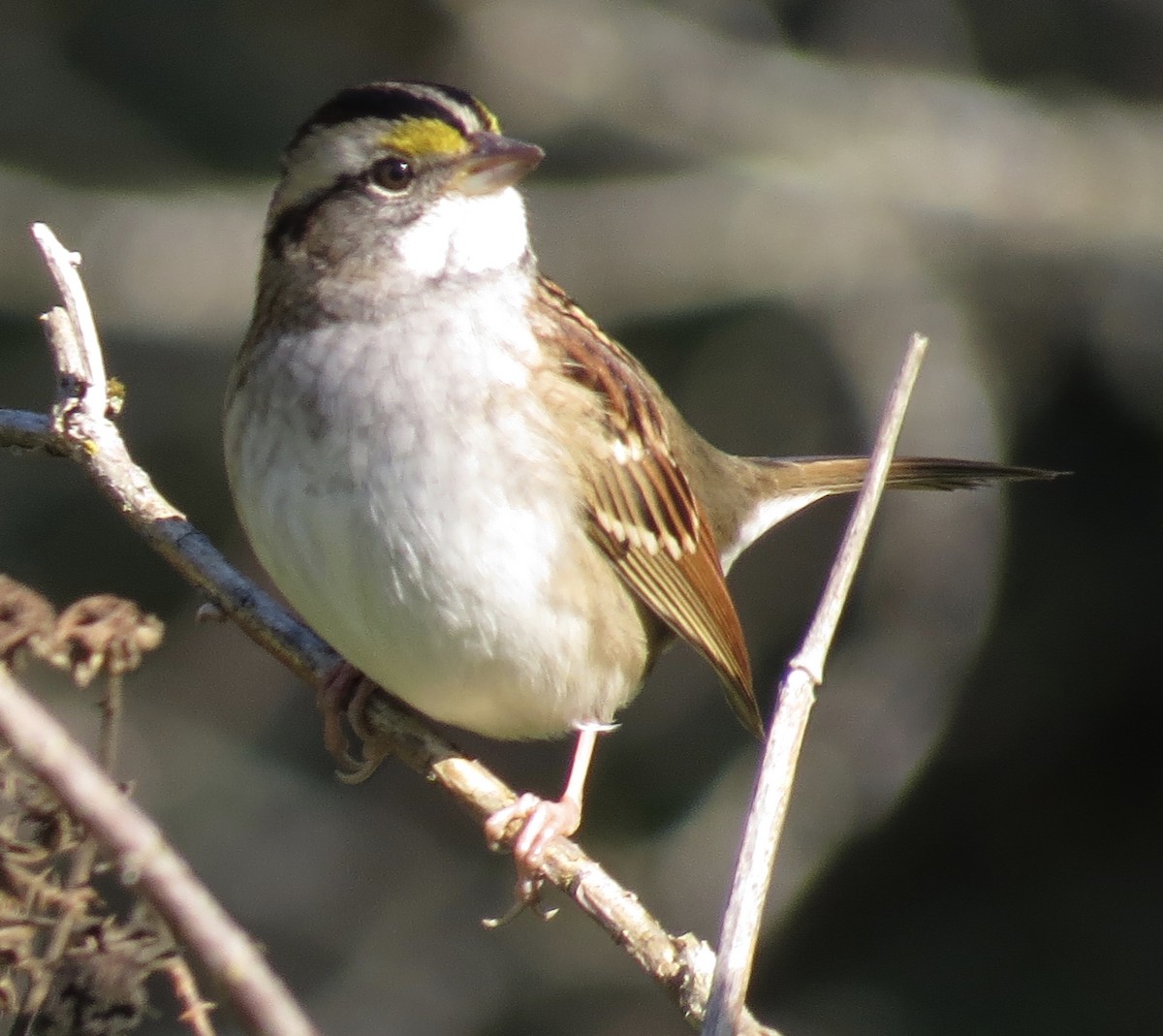 White-throated Sparrow - Hilary Maguire