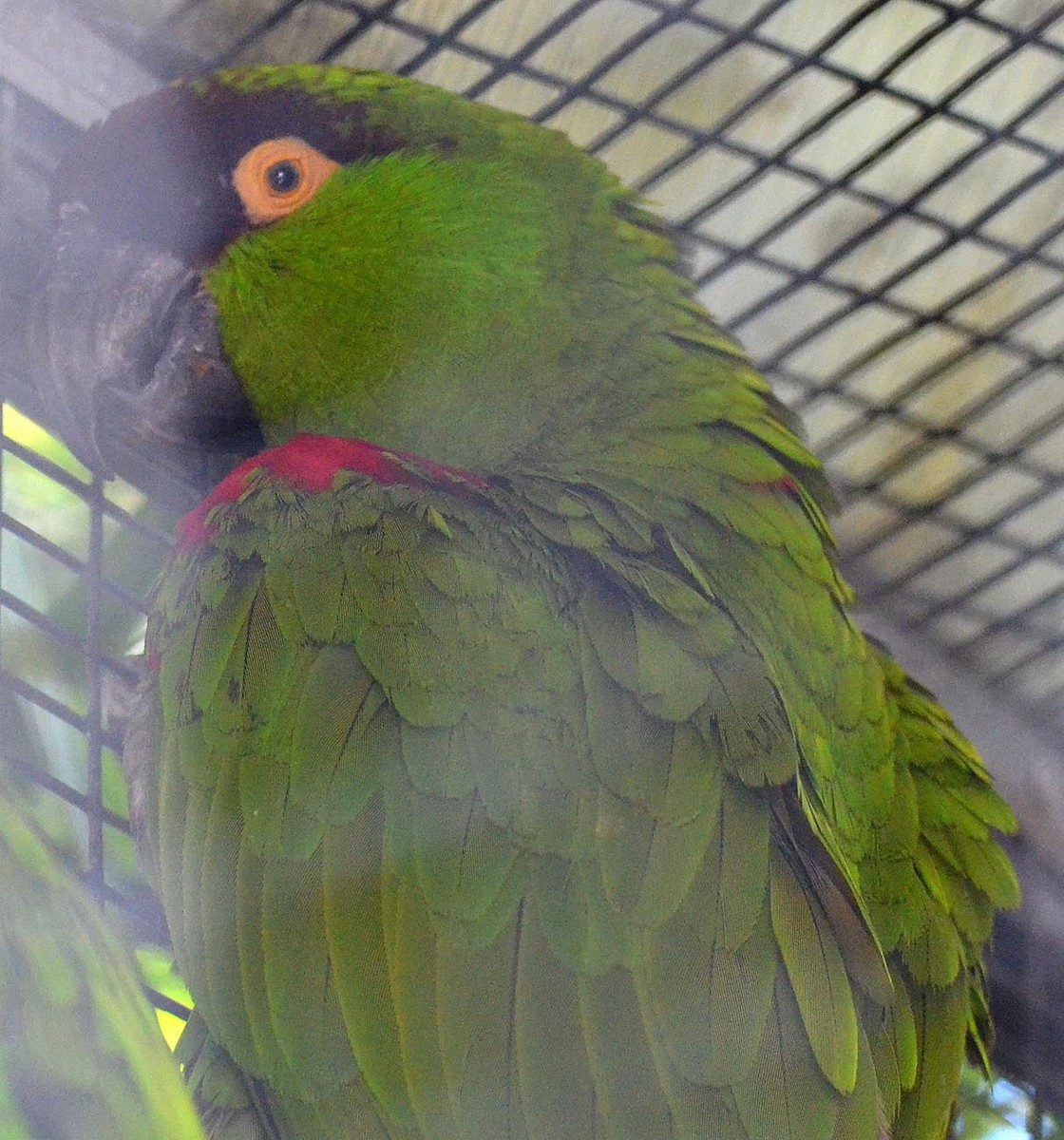 Maroon-fronted Parrot - A Emmerson