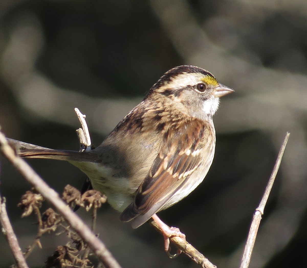 White-throated Sparrow - ML70756801