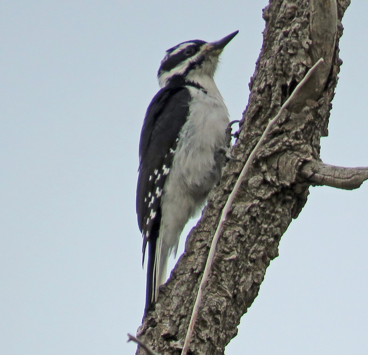 Hairy Woodpecker - Rosemary Seidler