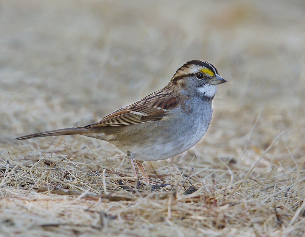 White-throated Sparrow - Gary Woods