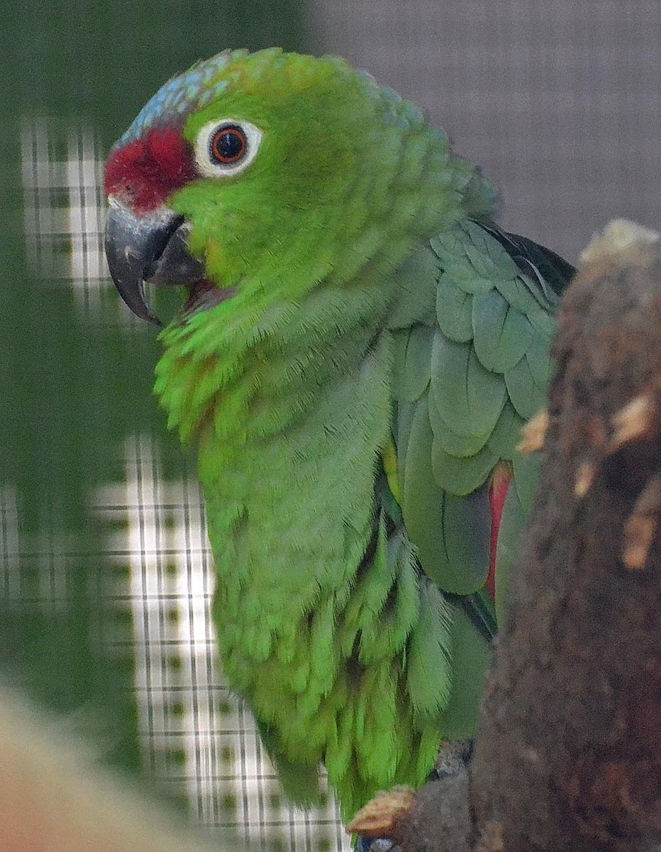 Red-lored Parrot (Diademed) - A Emmerson