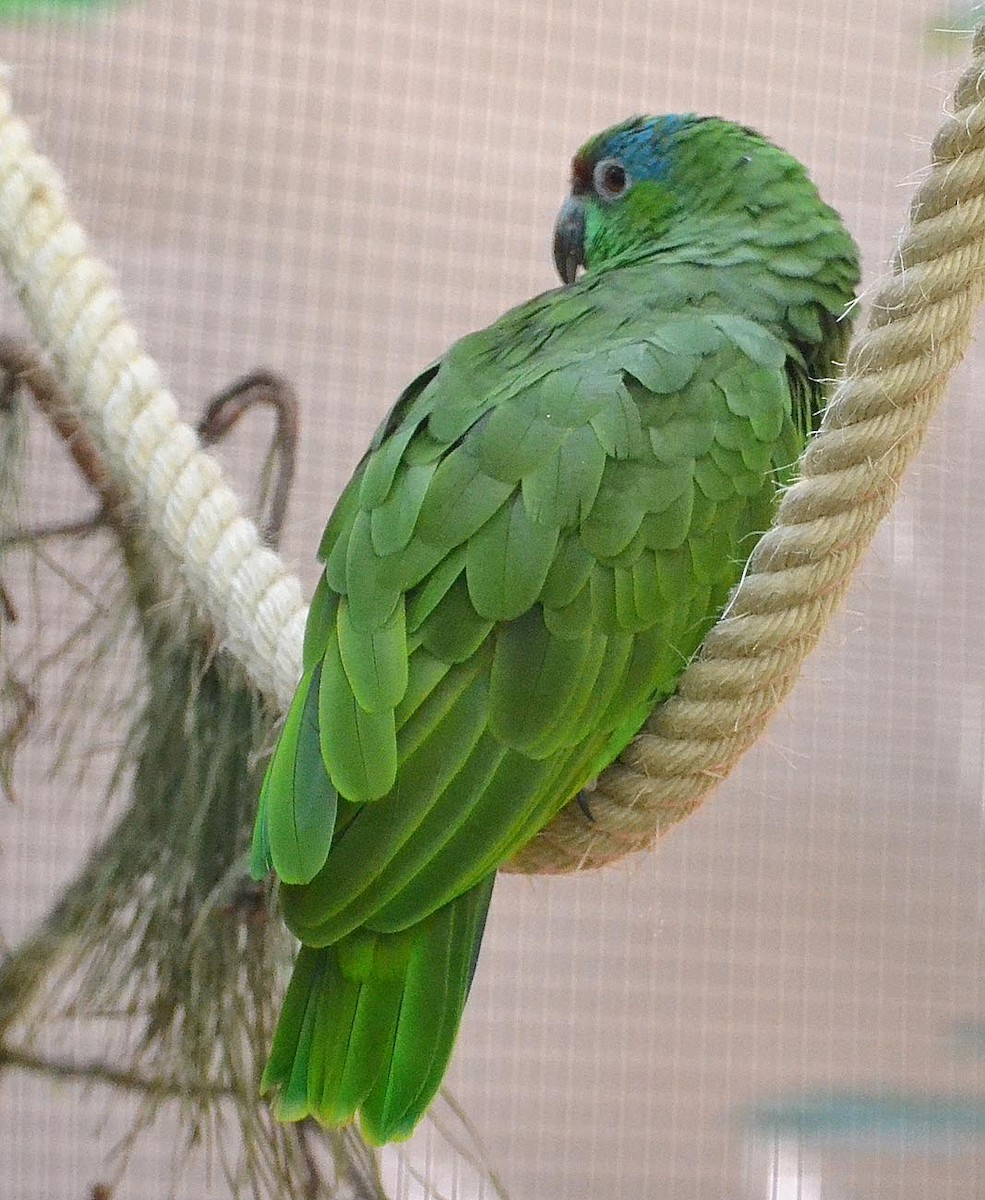 Festive Parrot (Southern) - A Emmerson