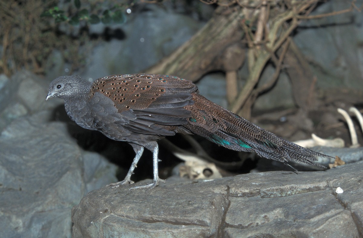 Mountain Peacock-Pheasant - marvin hyett