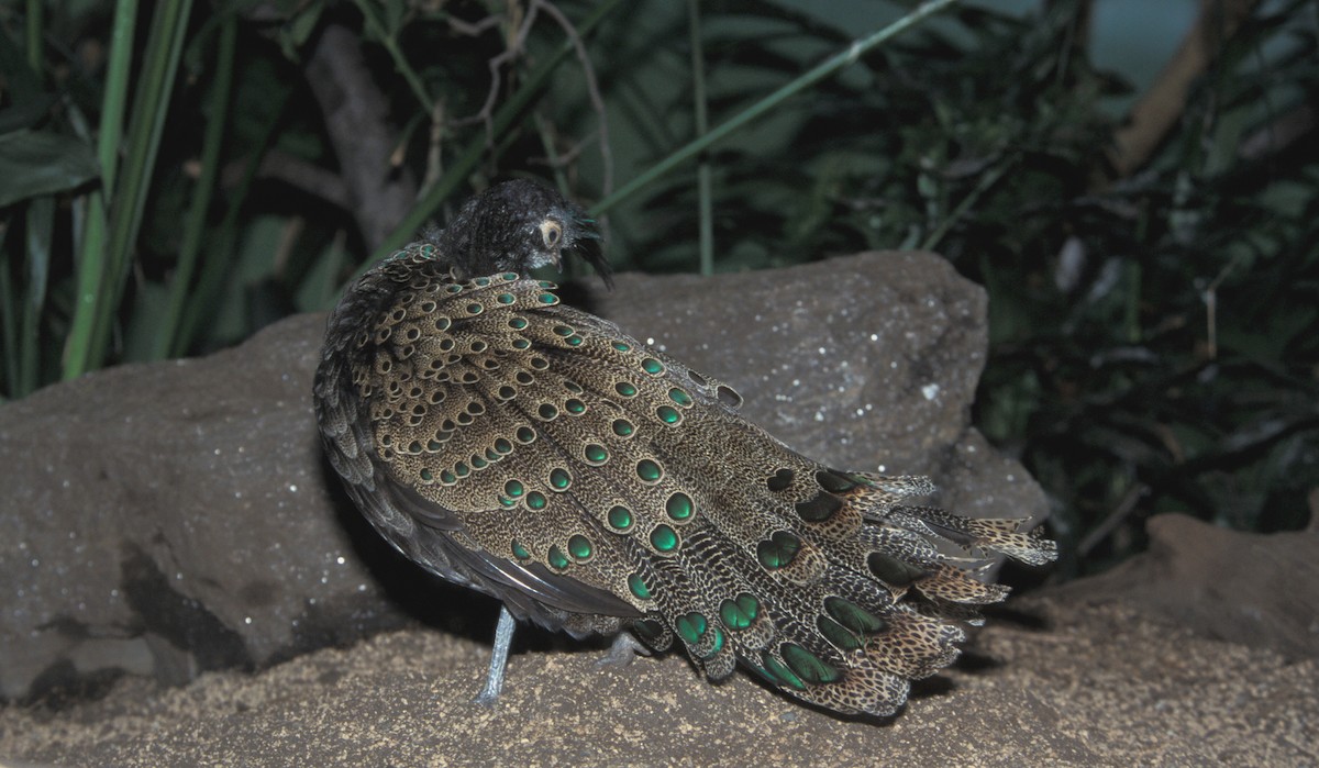 Malayan Peacock-Pheasant - marvin hyett