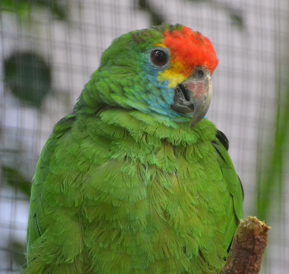 Red-browed Parrot - A Emmerson