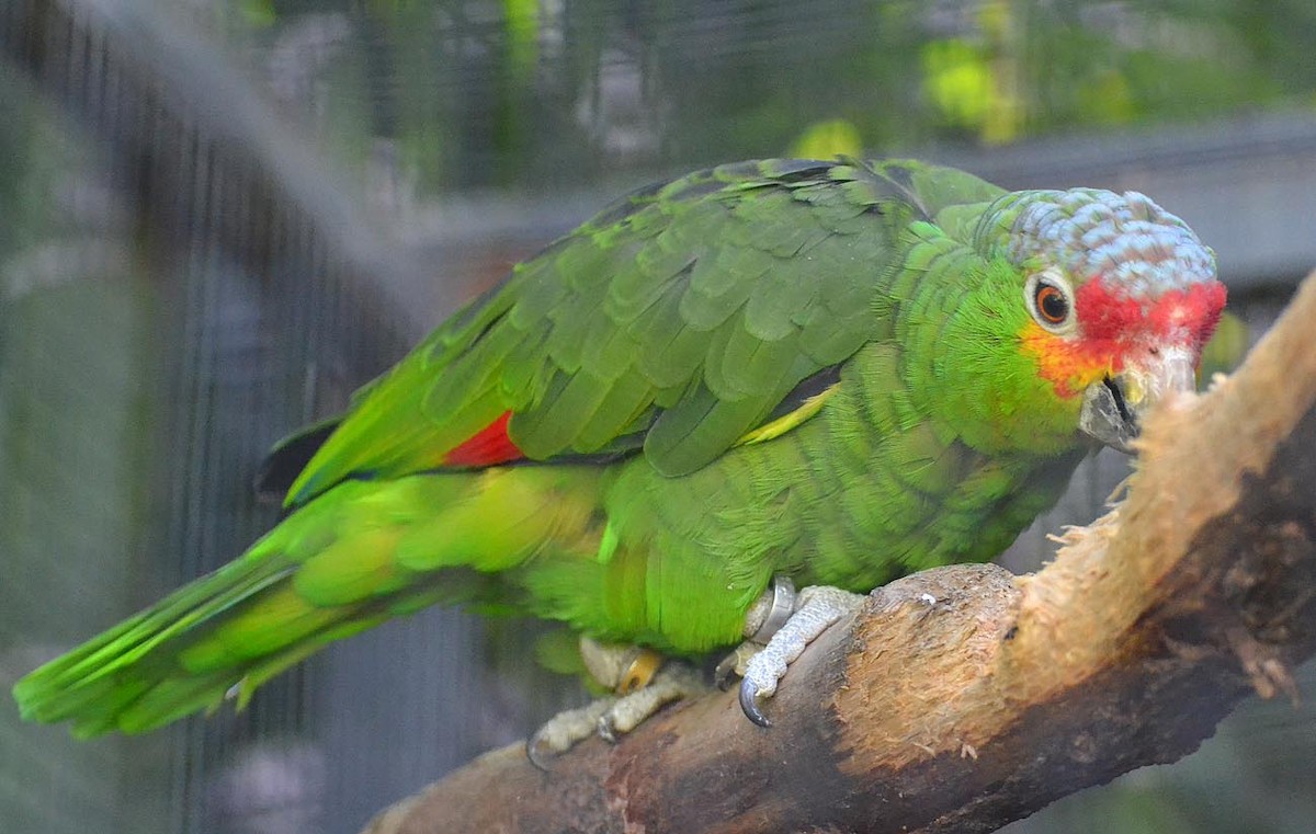 Red-lored Parrot - A Emmerson