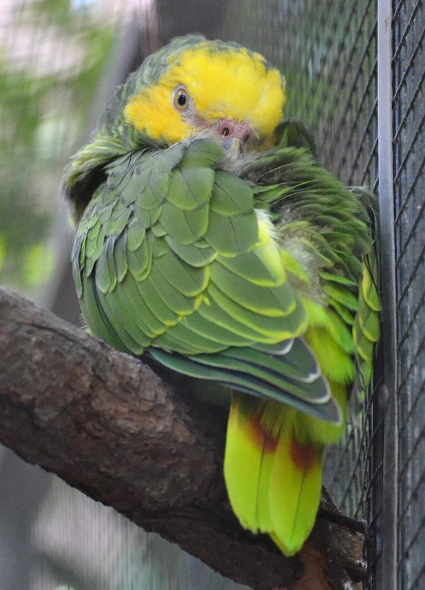 Yellow-faced Parrot - A Emmerson