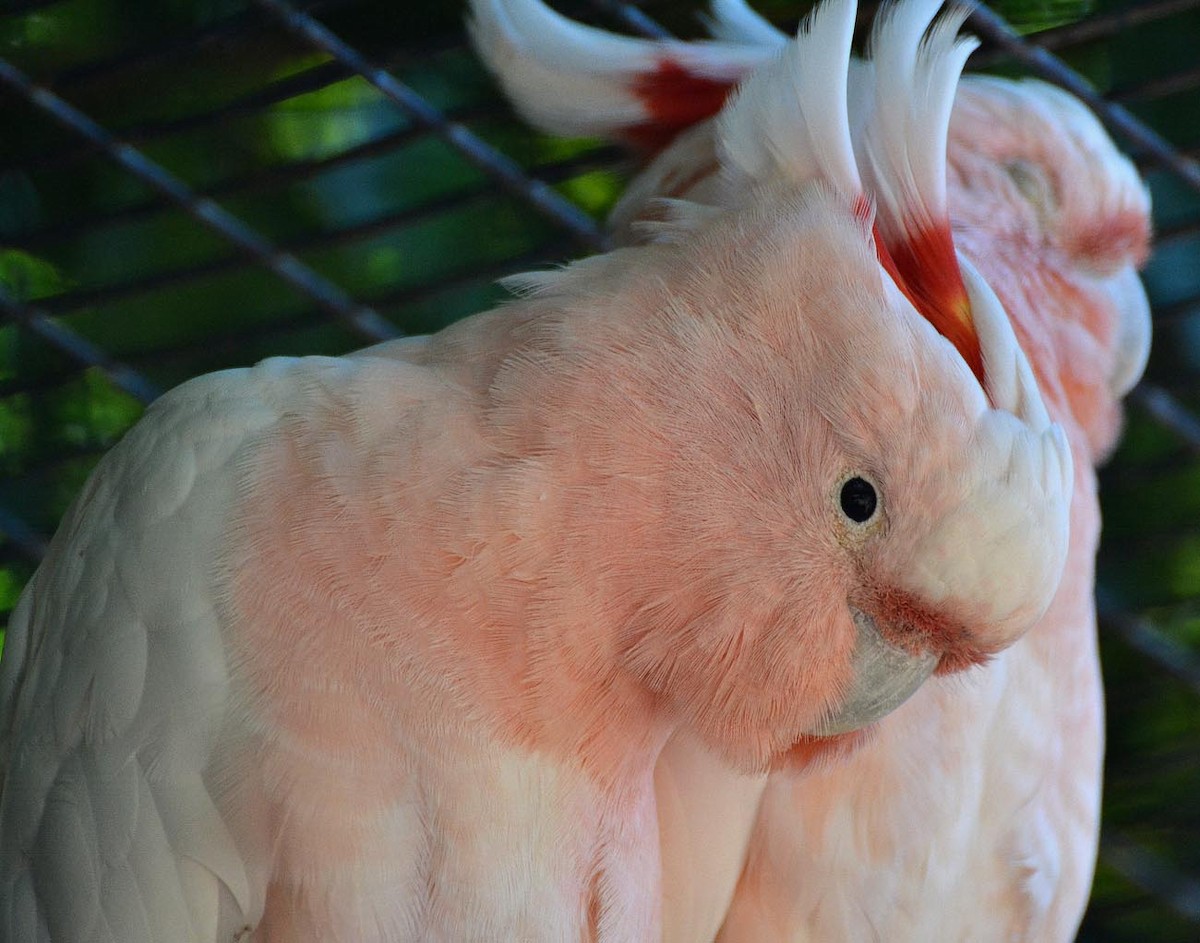 Pink Cockatoo - A Emmerson