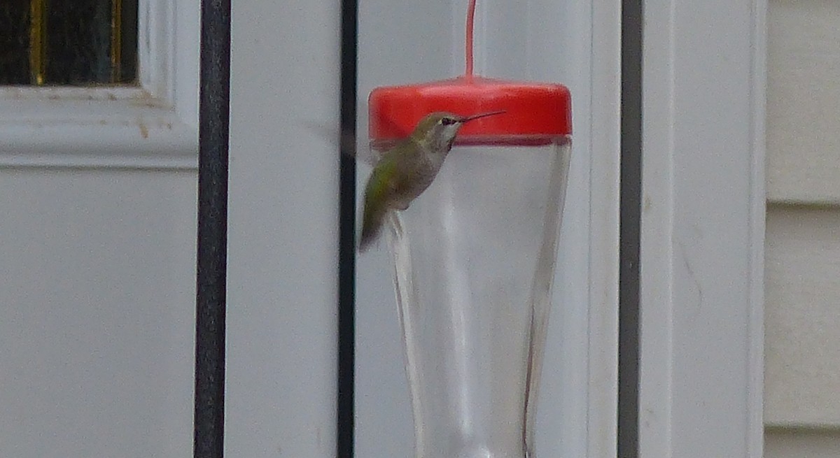 Anna's Hummingbird - ML70762381