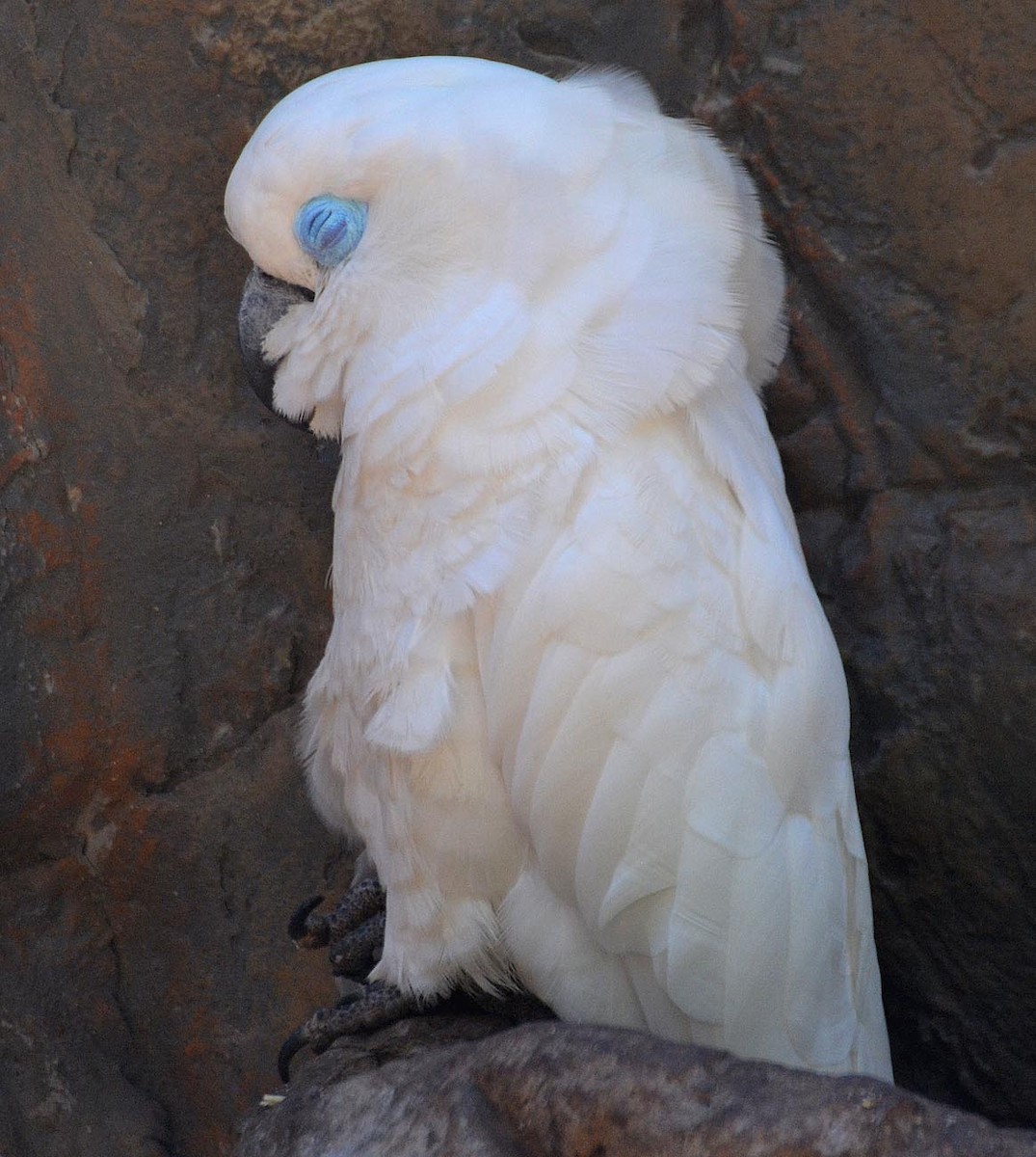 Blue-eyed Cockatoo - A Emmerson