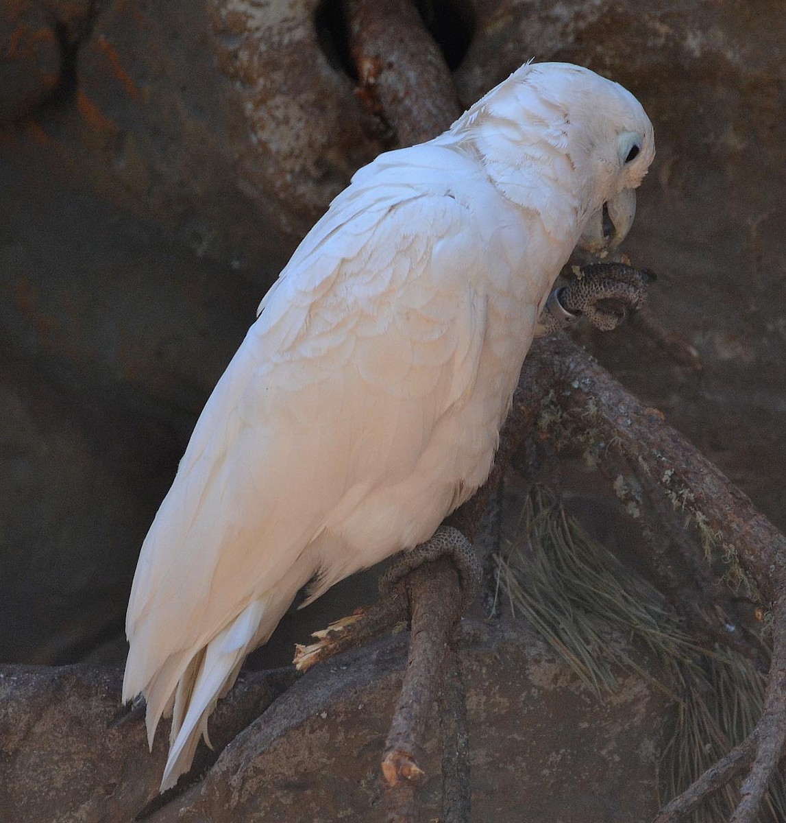 Ducorps's Cockatoo - A Emmerson