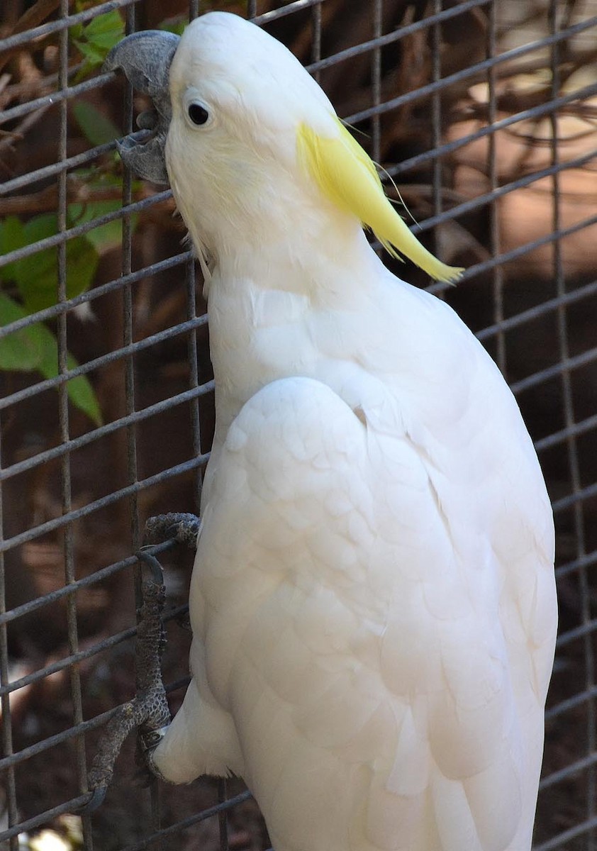 Sulphur-crested Cockatoo - A Emmerson