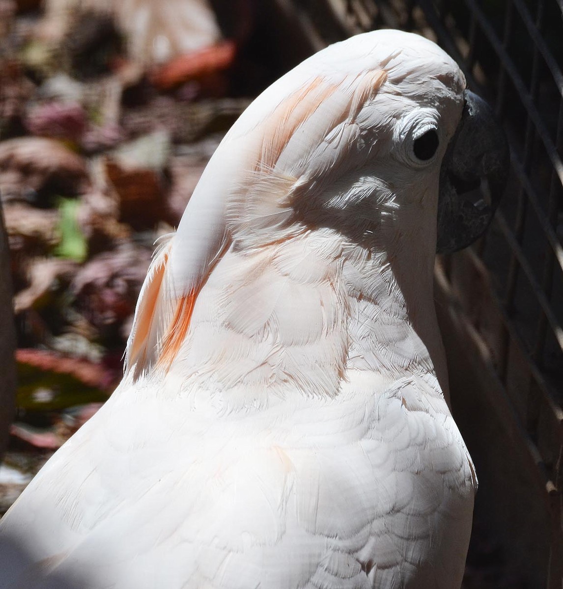 Salmon-crested Cockatoo - A Emmerson