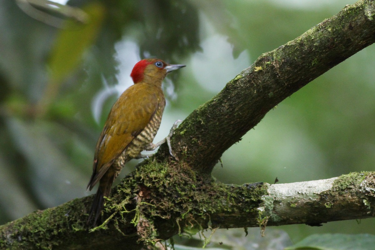 Rufous-winged Woodpecker - Scott Olmstead