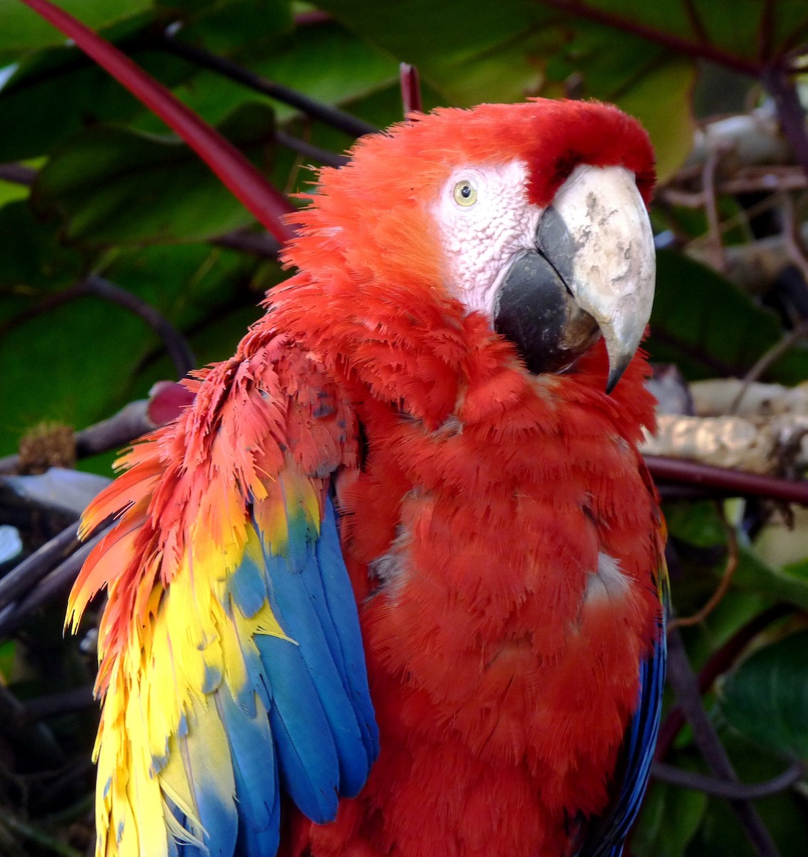 Scarlet Macaw - Joseph Hollick