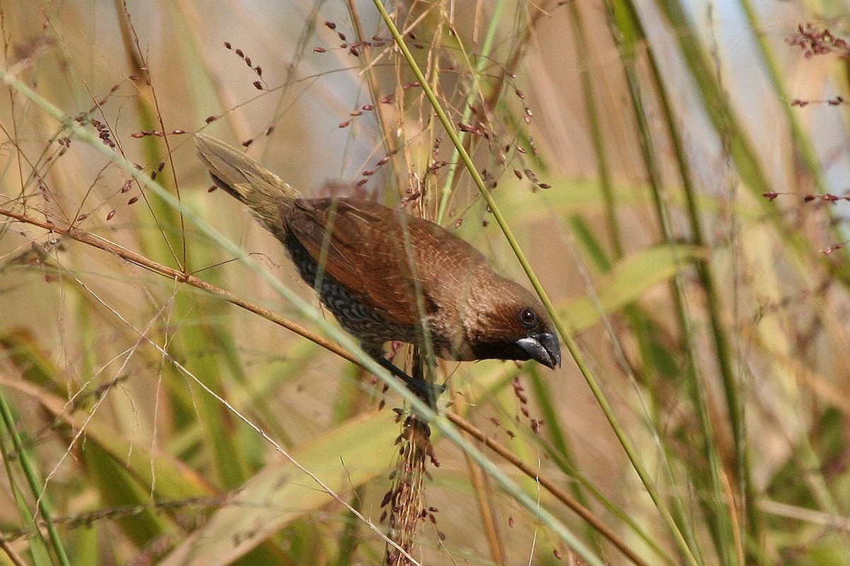 Scaly-breasted Munia - Jonathan Plissner